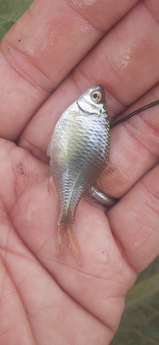 タイリクバラタナゴの釣果