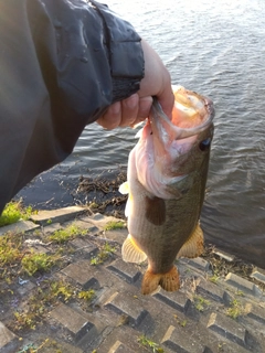 ラージマウスバスの釣果