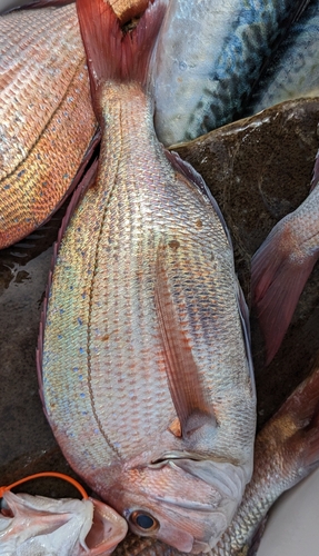 マダイの釣果