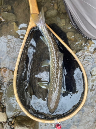 アメマスの釣果