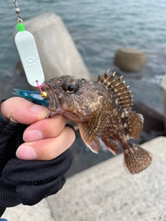 カサゴの釣果