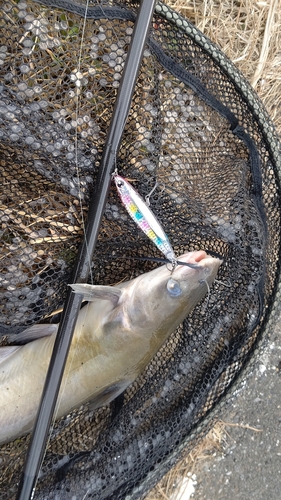 アメリカナマズの釣果