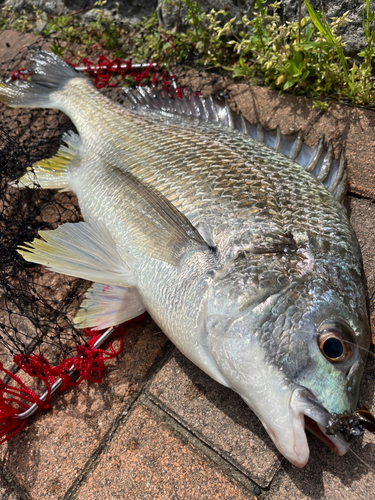 キビレの釣果