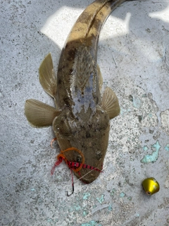 マゴチの釣果