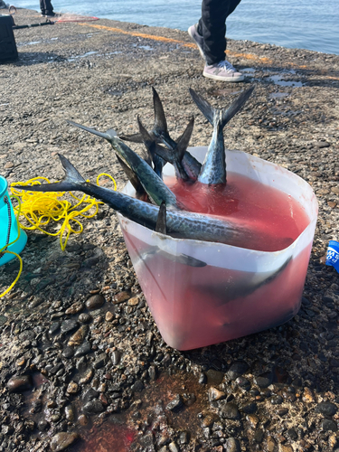 サゴシの釣果