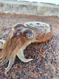 コウイカの釣果