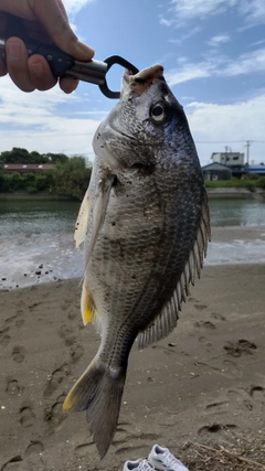 キビレの釣果