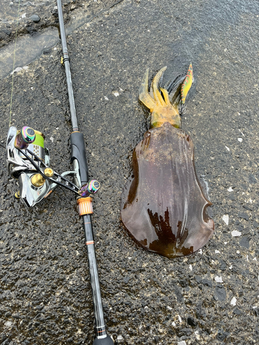 アオリイカの釣果