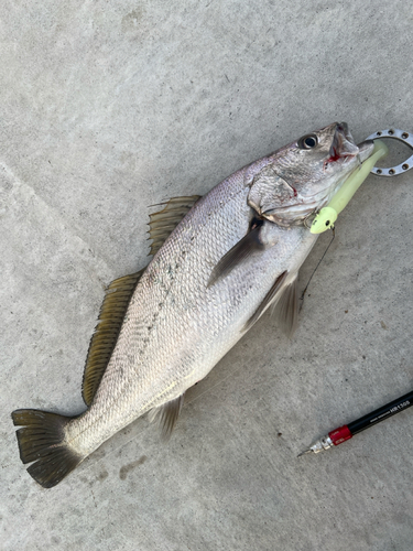 ニベの釣果