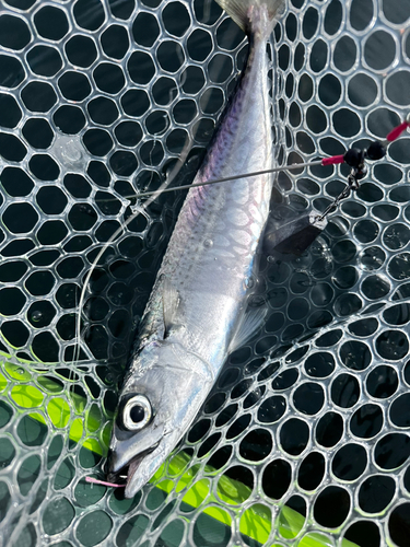 カイワリの釣果