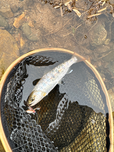 ヤマメの釣果