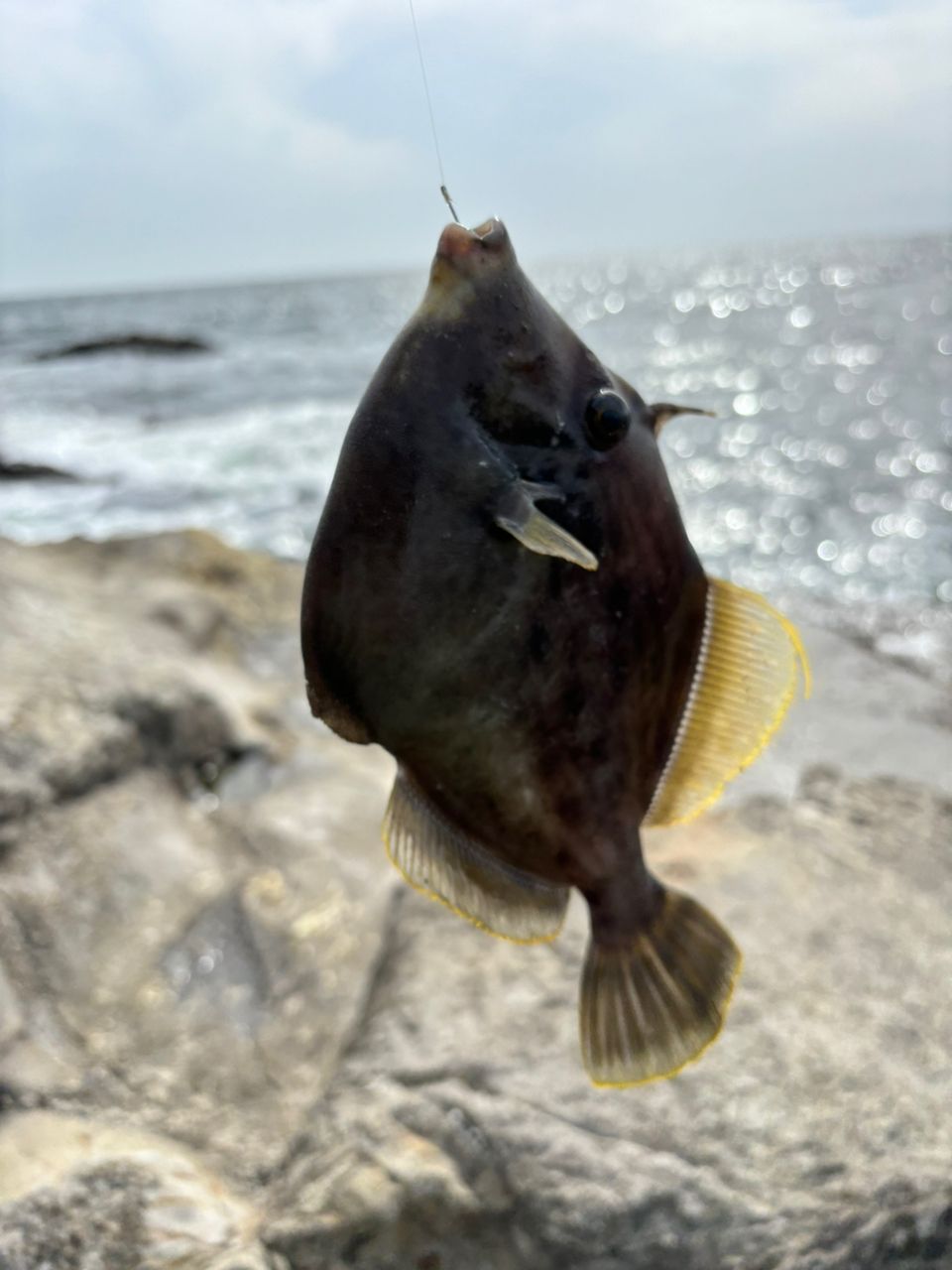 カワハギ