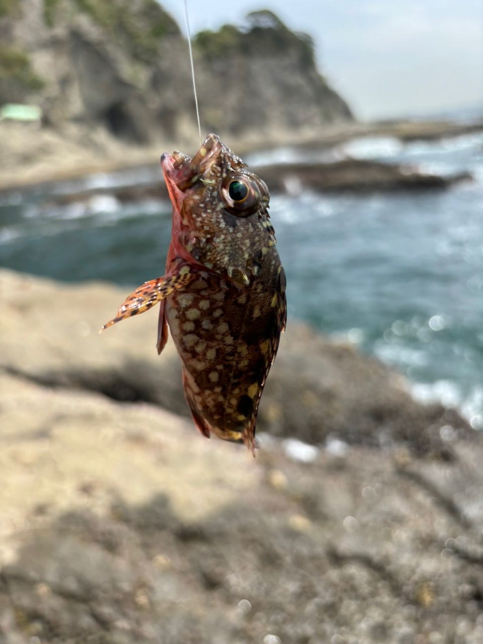 カワハギ