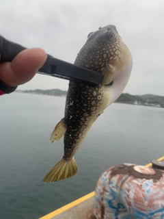 コモンフグの釣果