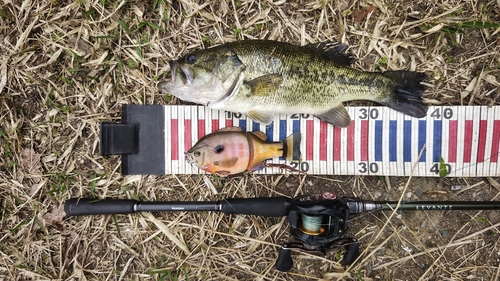 ブラックバスの釣果