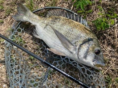 ミナミクロダイの釣果