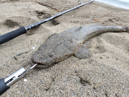 マゴチの釣果