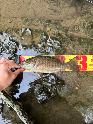 スモールマウスバスの釣果