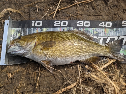 スモールマウスバスの釣果