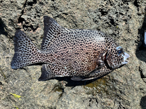 イシガキダイの釣果