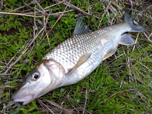 ニゴイの釣果