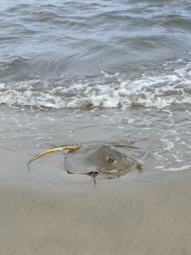 アカエイの釣果