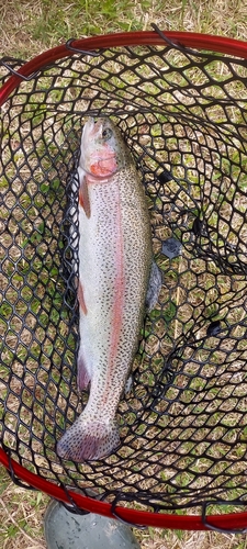 ニジマスの釣果