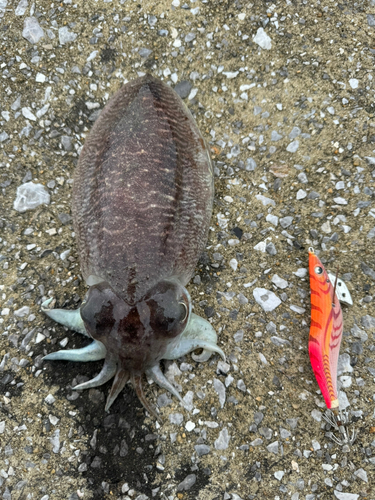 コウイカの釣果