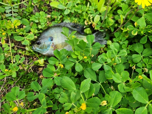 ブルーギルの釣果