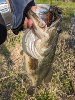 ライギョの釣果