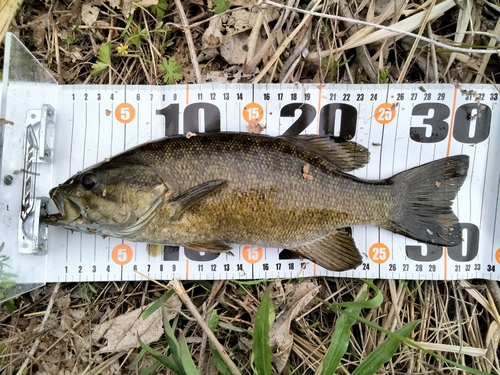 スモールマウスバスの釣果