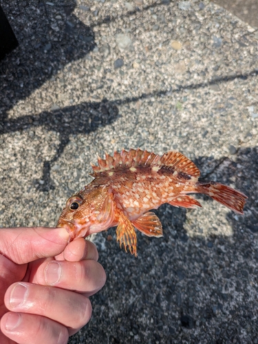 カサゴの釣果