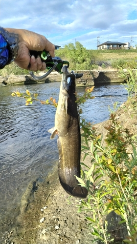 ナマズの釣果