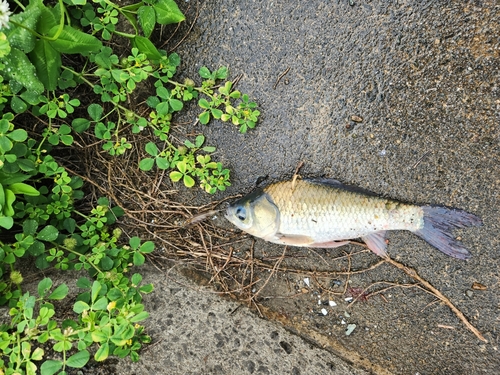 フナの釣果