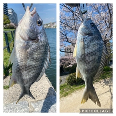 クロダイの釣果