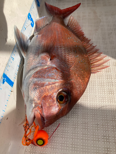 マダイの釣果