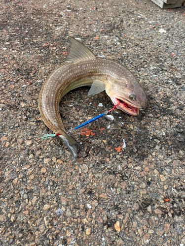 エソの釣果