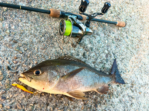 イサキの釣果