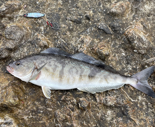 ホッケの釣果