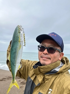 イナダの釣果