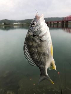 キビレの釣果