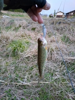 ニジマスの釣果