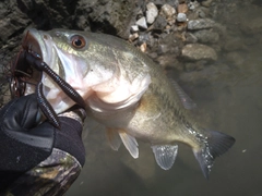 ブラックバスの釣果