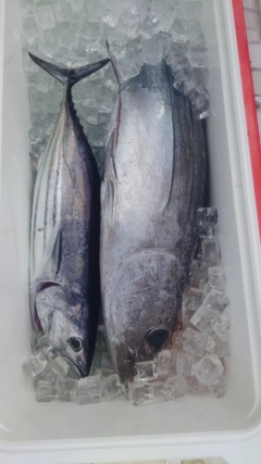 ビンチョウマグロの釣果