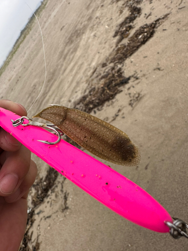 シタビラメの釣果