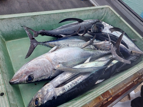 ビンチョウマグロの釣果