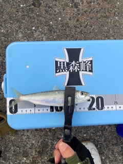 ウルメイワシの釣果