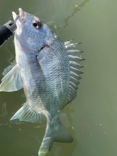 キビレの釣果