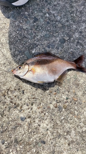 ウミタナゴの釣果