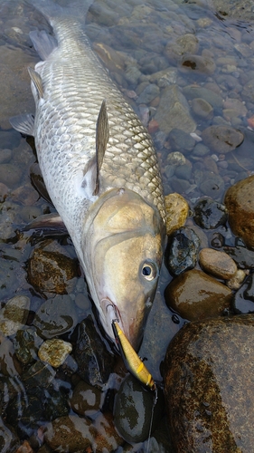 ニゴイの釣果